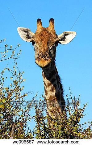 Stock Photo - Giraffe, Giraffe camelopardalis, grazing on thornbush vegetation, Madikwe Game Reserve, South Africa. Fotosearch