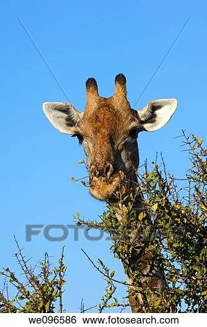 Stock Photograph - Giraffe, Giraffe camelopardalis, grazing on thornbush vegetation, Madikwe Game Reserve, South Africa. Fotosearch