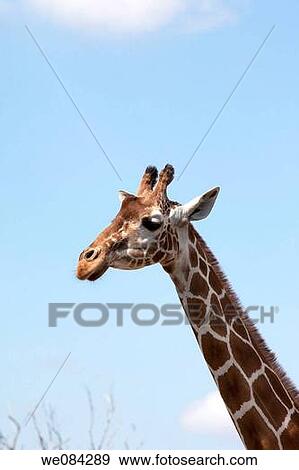 Stock Photo - Giraffe in the Miami Metro zoo, Miami, Florida, USA. Fotosearch