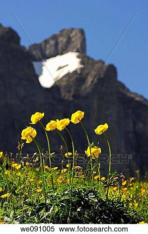 Globe-flower, Trollius europaeus, behind Mt Eiger, Grindelwald, Switzerland View Large Photo Image Stock Photography - Globe-flower, Trollius europaeus, behind Mt Eiger, Grindelwald, Switzerland. Fotosearch