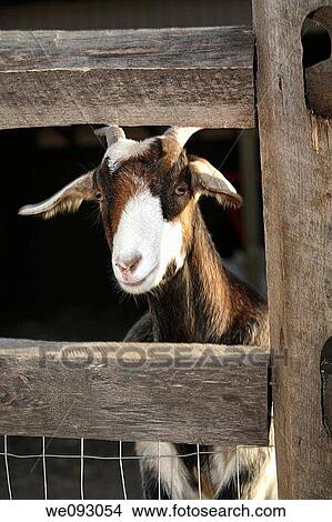 Goat in Fence View Large Photo Image Picture - Goat in Fence. Fotosearch