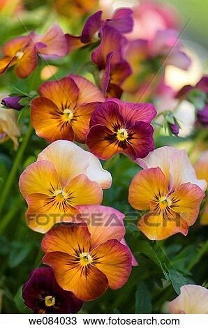 Golden Sunset Shades Pansy Flower Pattern. Viola x wittrockiana View Large Photo Image Stock Image - Golden Sunset Shades Pansy Flower Pattern. Viola x wittrockiana. Fotosearch
