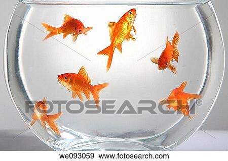 Goldfish Bowl View Large Photo Image Stock Photo - Goldfish Bowl. Fotosearch