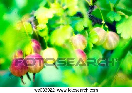 Gooseberries (Ribes hirtellum) View Large Photo Image Stock Image - Gooseberries (Ribes hirtellum). Fotosearch