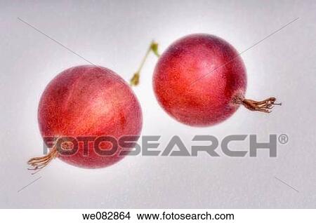 Gooseberry Duo. Ribes hirtellum. June 2005. Maryland, USA. View Large Photo Image Picture - Gooseberry Duo. Ribes hirtellum. June 2005. Maryland, USA.. Fotosearch