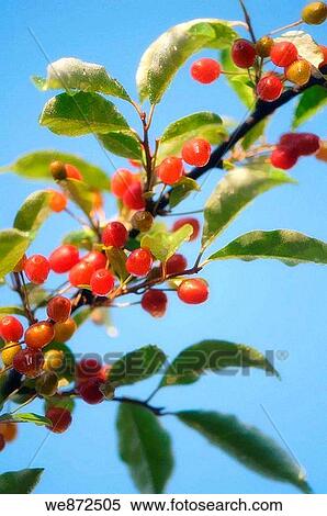 Goumi Fruits. Elaeagnus multiflora. June 2008 Maryland, USA View Large Photo Image Stock Photography - Goumi Fruits. Elaeagnus multiflora. June 2008 Maryland, USA. Fotosearch