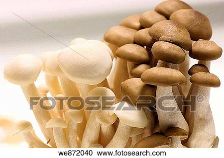 Gourme Mushrooms View Large Photo Image Stock Image - Gourme Mushrooms. Fotosearch