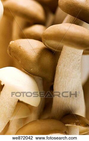 Gourme Mushrooms View Large Photo Image Stock Image - Gourme Mushrooms. Fotosearch