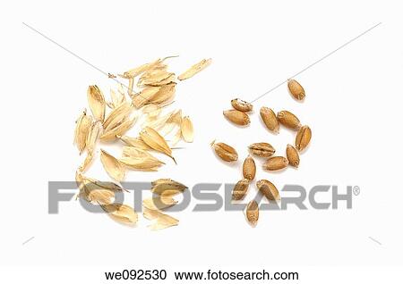 grains of wheat and chaff View Large Photo Image Stock Image - grains of wheat and chaff. Fotosearch