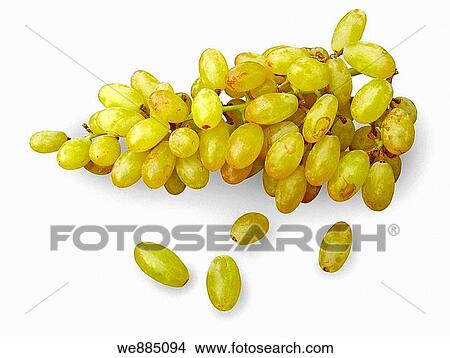 Grapes, Vitis vinifera, species: voinierianum View Large Photo Image Picture - Grapes, Vitis vinifera, species: voinierianum. Fotosearch