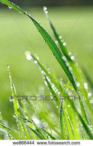 Grass and droplets View Large Photo Image Picture - Grass and droplets. Fotosearch