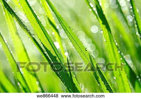 Grass and droplets View Large Photo Image Stock Photo - Grass and droplets. Fotosearch
