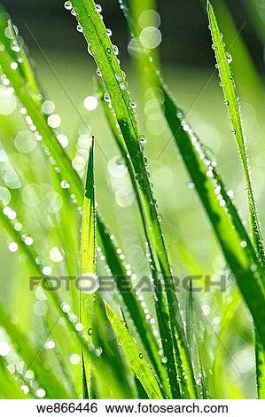 Grass and droplets View Large Photo Image Stock Photograph - Grass and droplets. Fotosearch