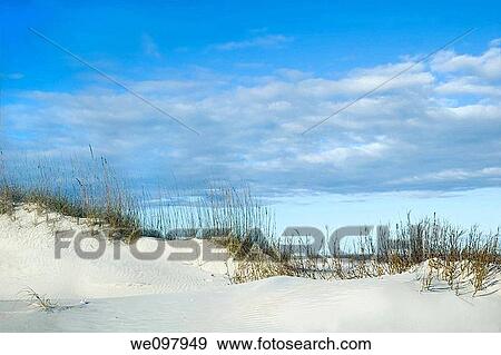 Grassy sand dune ridge with beautiful blue sky View Large Photo Image Stock Photo - Grassy sand dune ridge with beautiful blue sky. Fotosearch