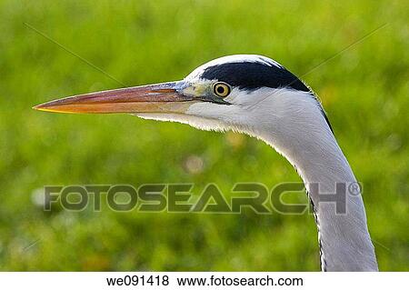 Graureiher / gray heron / Ardea cinerea / Ciconiiformes View Large Photo Image Stock Photo - Graureiher / gray heron / Ardea cinerea / Ciconiiformes. Fotosearch