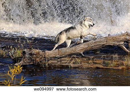 Gray Wolf jumping under a waterfall on the Kettle River Banning State Park Minnesota View Large Photo Image Stock Photo - Gray Wolf jumping under a waterfall on the Kettle River Banning State Park Minnesota. Fotosearch