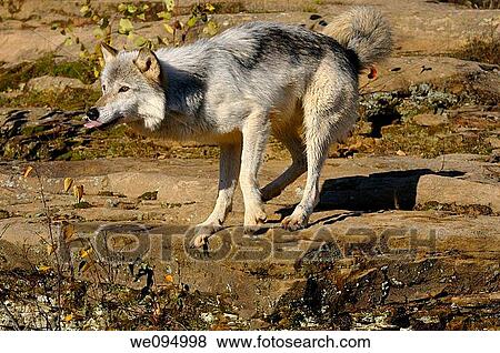 Gray Wolf with tongue sticking out on sandstone sedimentary rock at Banning State Park Minnesota View Large Photo Image Stock Photo - Gray Wolf with tongue sticking out on sandstone sedimentary rock at Banning State Park Minnesota. Fotosearch