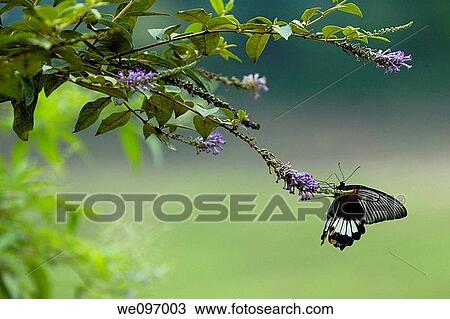Great mormon butterfly Papilio memnon on a branch, China View Large Photo Image Stock Image - Great mormon butterfly Papilio memnon on a branch, China. Fotosearch