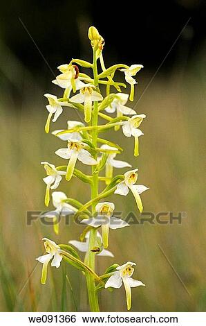 Greater Butterfly Orchid, Platanthera chlorantha, Orchid View Large Photo Image Stock Photograph - Greater Butterfly Orchid, Platanthera chlorantha, Orchid. Fotosearch
