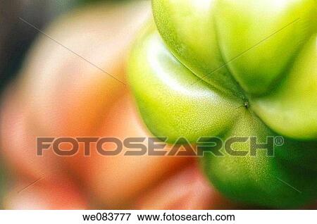 Green and Red Tomatos Resembling Peppers in Shape. Solanum lycopersicon. View Large Photo Image Stock Photo - Green and Red Tomatos Resembling Peppers in Shape. Solanum lycopersicon.. Fotosearch