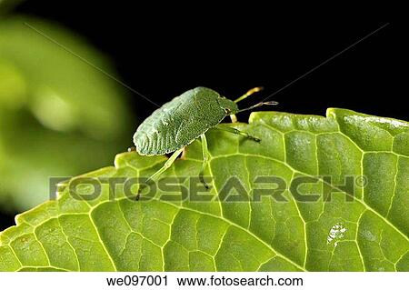 Green bug nezara viridula, France View Large Photo Image Stock Image - Green bug nezara viridula, France. Fotosearch