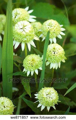 Green Coneflowers. Echinacea hybid. June 2008 Maryland, USA View Large Photo Image Stock Photo - Green Coneflowers. Echinacea hybid. June 2008 Maryland, USA. Fotosearch
