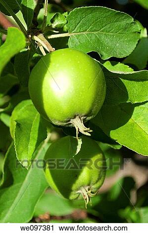green crabapples ripening in the tree View Large Photo Image Stock Image - green crabapples ripening in the tree. Fotosearch