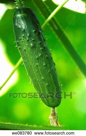 Stock Image - Green Cucumber Growing on a Garden Plant.. Fotosearch