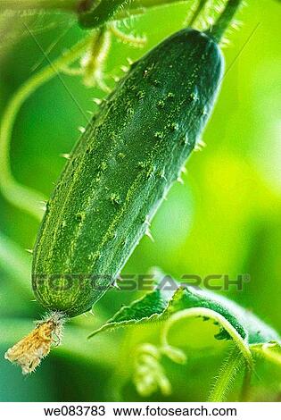 Stock Image - Green Cucumber Growing on a Garden Plant.. Fotosearch