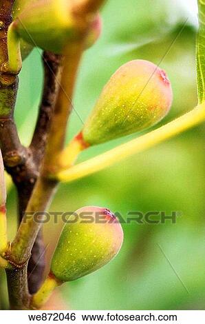 Green Figs Growing on a Garden Tree View Large Photo Image Stock Photograph - Green Figs Growing on a Garden Tree. Fotosearch