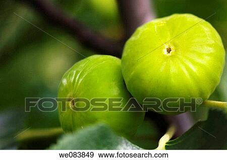 Green Figs Ripening on a Garden Tree. Ficus carica View Large Photo Image Stock Photo - Green Figs Ripening on a Garden Tree. Ficus carica. Fotosearch