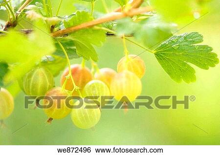 Green Gooseberries Ripening on a Bush Leaves Wet after the Rain Ribes hirtellum June 2007 View Large Photo Image Stock Photograph - Green Gooseberries Ripening on a Bush Leaves Wet after the Rain Ribes hirtellum June 2007. Fotosearch