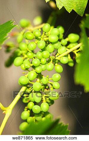 Green Grapes Growing on a Garden Vine June 2008 Maryland, USA View Large Photo Image Stock Photography - Green Grapes Growing on a Garden Vine June 2008 Maryland, USA. Fotosearch