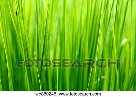 Stock Photography - Green grass, close-up, full frame. Fotosearch