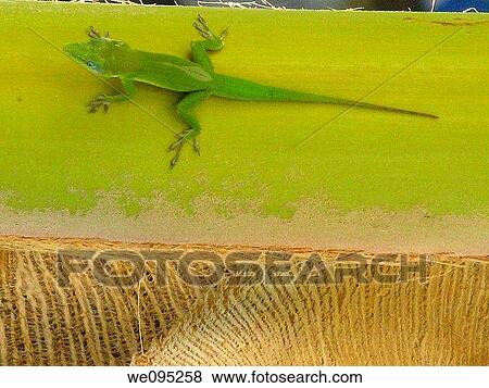 Green lizard, Punta Cana, Dominican Republic, West Indies Caribbean View Large Photo Image Stock Photo - Green lizard, Punta Cana, Dominican Republic, West Indies Caribbean. Fotosearch