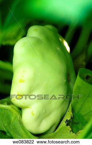Stock Image - Green pattison Squash Growing on a Vegetable Patch. Cucurbita pepo.. Fotosearch