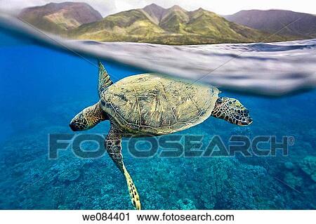 Green sea turtle Chelonia mydas off Olowalu Reef on the west side of the island of Maui, Hawaii, USA View Large Photo Image Stock Image - Green sea turtle Chelonia mydas off Olowalu Reef on the west side of the island of Maui, Hawaii, USA. Fotosearch