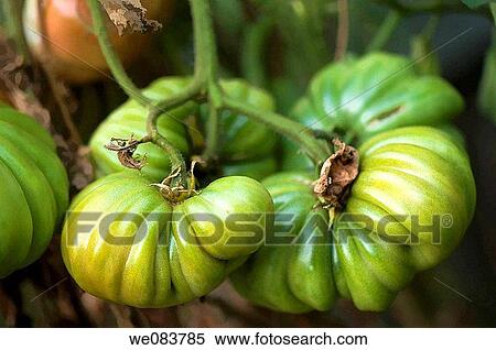 Stock Photography - Green Tomatos Ripening on a Bush. Solanum lycopersicon.. Fotosearch