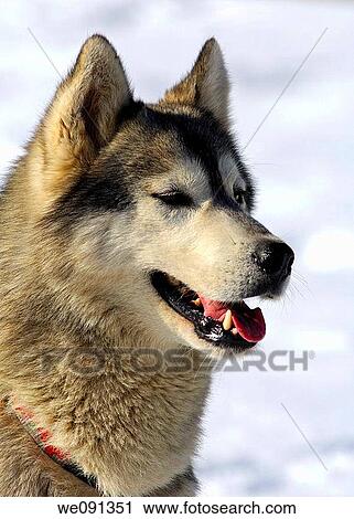 Stock Image - Greenland Dog. Fotosearch