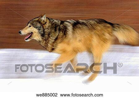 Stock Image - Grey Wolf Canis lupus- captive in winter habitat. Fotosearch