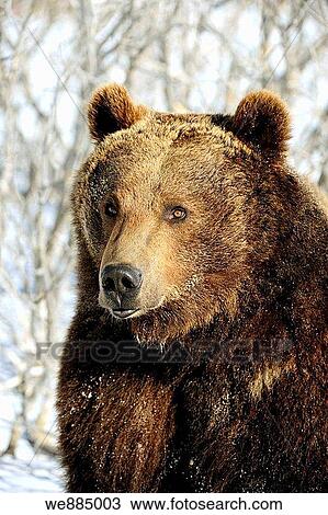 Grizzly bear Ursus arctos - captive in winter habitat View Large Photo Image Stock Image - Grizzly bear Ursus arctos - captive in winter habitat. Fotosearch