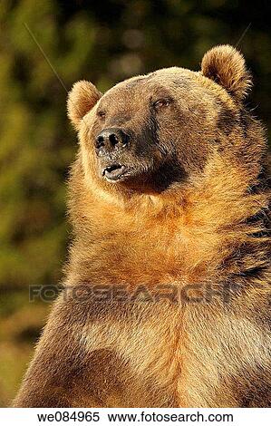 Grizzly bear Ursus arctos- captive in autumn setting View Large Photo Image Stock Photography - Grizzly bear Ursus arctos- captive in autumn setting. Fotosearch