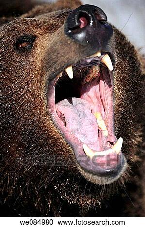 Grizzly bear Ursus arctos - captive snarling View Large Photo Image Stock Image - Grizzly bear Ursus arctos - captive snarling. Fotosearch