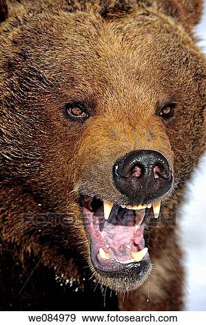 Grizzly bear Ursus arctos - captive snarling View Large Photo Image Stock Photo - Grizzly bear Ursus arctos - captive snarling. Fotosearch