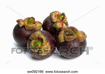 Group of Mangosteen View Large Photo Image Stock Photograph - Group of Mangosteen. Fotosearch