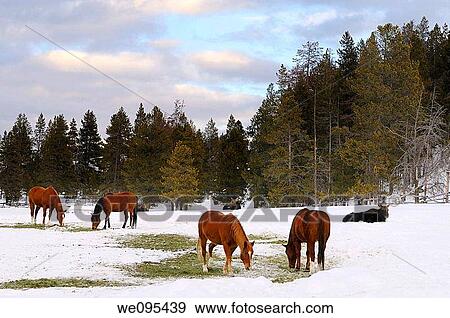 Stock Photo - Group of quarter horses and Moose in a field at Triangle X Ranch Grand Teton National Park Wyoming. Fotosearch
