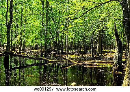Gum Swamp, Spring, Cades Cove, Great Smoky Mtns National Park, TN, USA View Large Photo Image Stock Photo - Gum Swamp, Spring, Cades Cove, Great Smoky Mtns National Park, TN, USA. Fotosearch