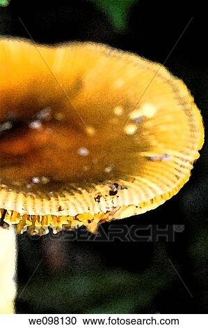 Stock Image - Half of a wild mushroom with effects. Fotosearch