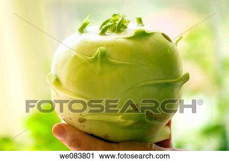 Stock Image - Hand Holding Kohlrabi Cabbage. Brassica oleracea.. Fotosearch