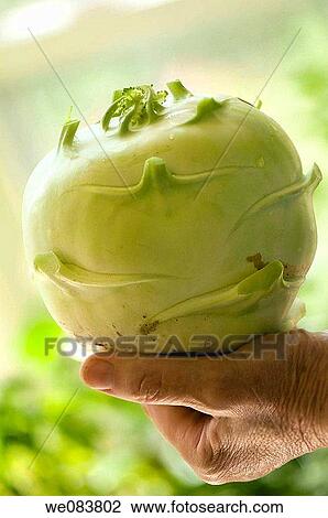 Hand Holding Kohlrabi Cabbage. Brassica oleracea. View Large Photo Image Stock Image - Hand Holding Kohlrabi Cabbage. Brassica oleracea.. Fotosearch